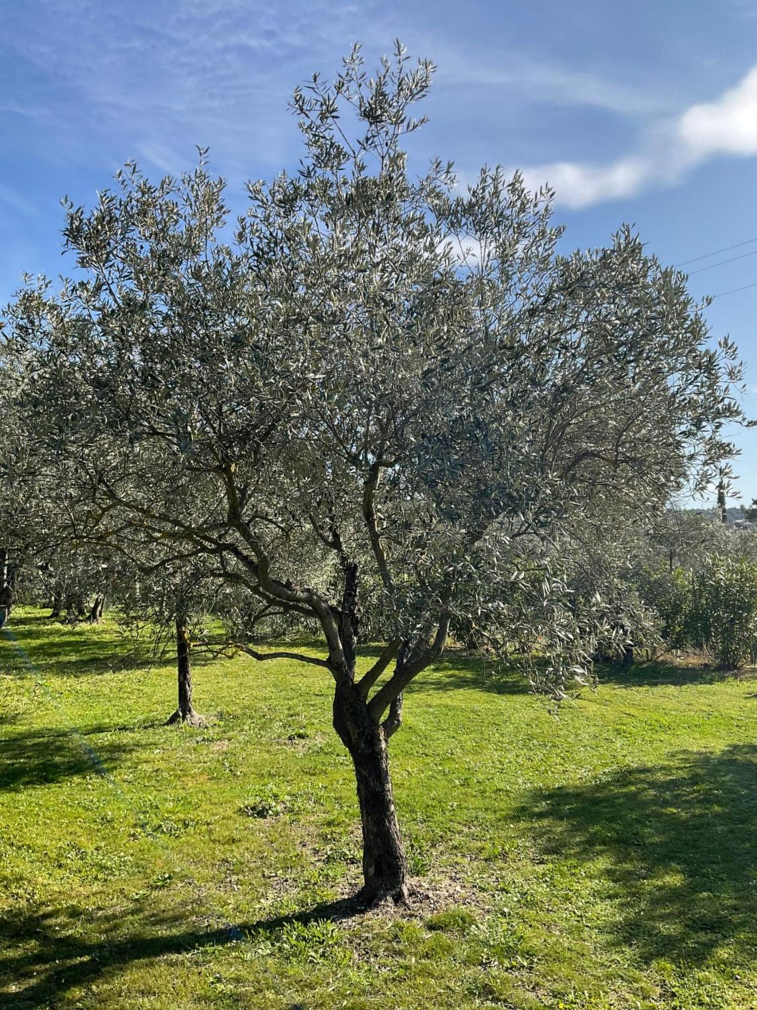 Provence Km28 Bed and Breakfast Gordes Exteriör bild